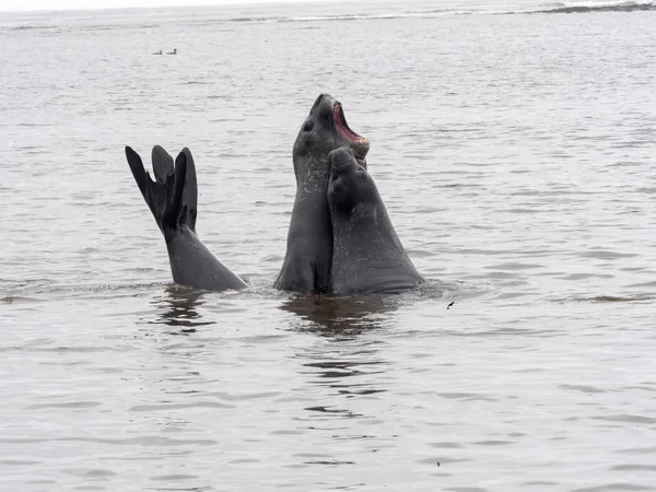 South Male Elephant Seal Mirounga Leonina Rehearse Fight Female Carcass — Foto de Stock