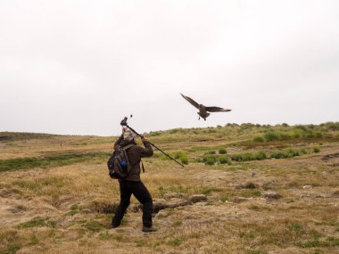 Kahverengi korsan martı, Stercorarius antarcticus yavru, engeller bir fotoğrafçı, karkas, Falkland-Malvinas saldırdı