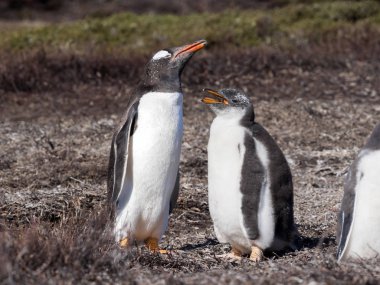 Gentoo pengueni, Pygoscelis Papua, yuvalarda büyük koloniler, Falkland Adaları