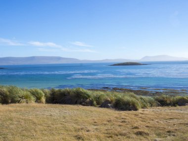 sadece koyun nerede değil, adalarda Cracass, Falkland - Malvinas korunmuş doğal otlar Tussac çimen, Poa flabellata, standları