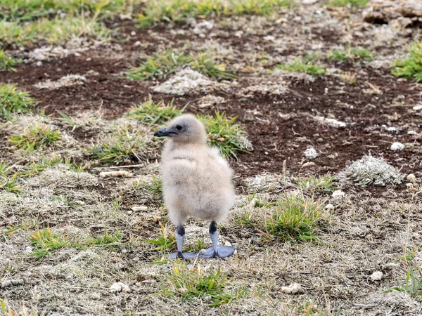 Cachorro Marrón Skua Stercorarius Antarcticus Canal Malvinas Malvinas — Foto de Stock