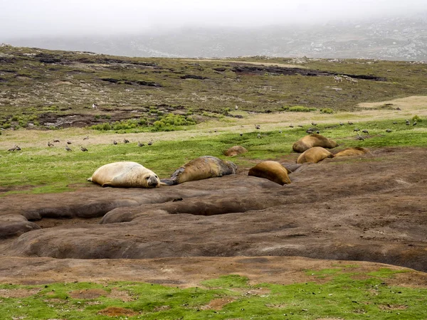 Südliche Elefantenrobbe Mirounga Leonina Relaxen Strand Kadaver Falklandmalvinas — Stockfoto