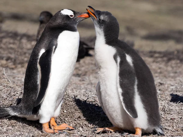 Gentoo Pingvin Pygoscelis Pápua Fészket Nagy Telepeket Falkland Szigetek — Stock Fotó