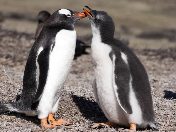 Gentoo Pengueni Pygoscelis Papua Yuvalarda Büyük Koloniler Falkland Adaları — Stok fotoğraf