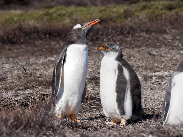 Gentoo Pingvin Pygoscelis Pápua Fészket Nagy Telepeket Falkland Szigetek — Stock Fotó