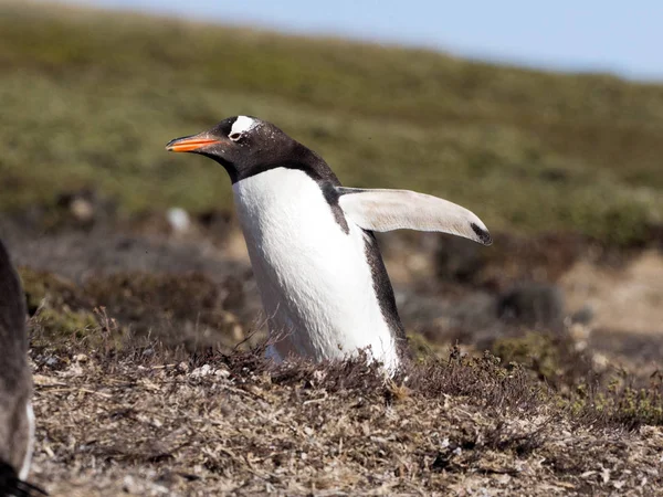Pingouin Gentoo Pygoscelis Papouasie Nids Dans Grandes Colonies Îles Falkland — Photo