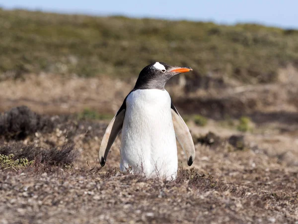 ジェンツー ペンギン パプア 大規模なコロニーをフォークランド諸島の巣 — ストック写真