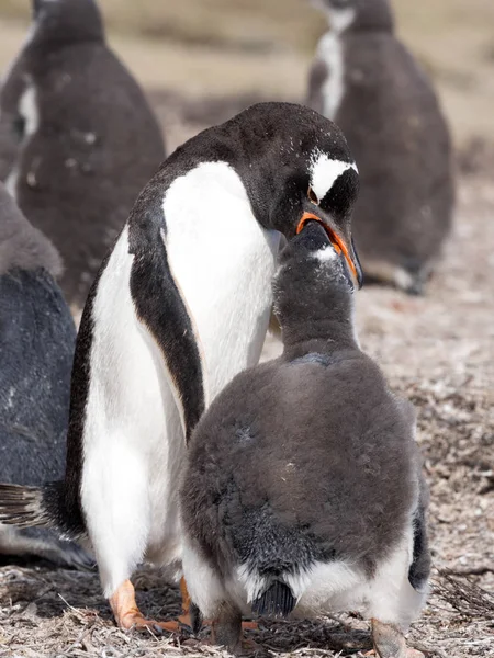 Pingouin Gentoo Pygoscelis Papouasie Nourrir Poussin Îles Malouines — Photo