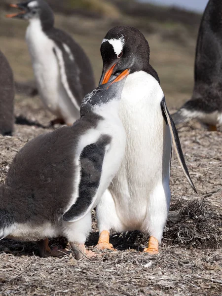 Tučňák Oslí Pygoscelis Papua Krmení Mládě Falklandské Ostrovy — Stock fotografie