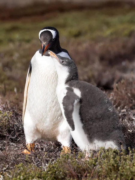 Pingouin Gentoo Pygoscelis Papouasie Nourrir Poussin Îles Malouines — Photo