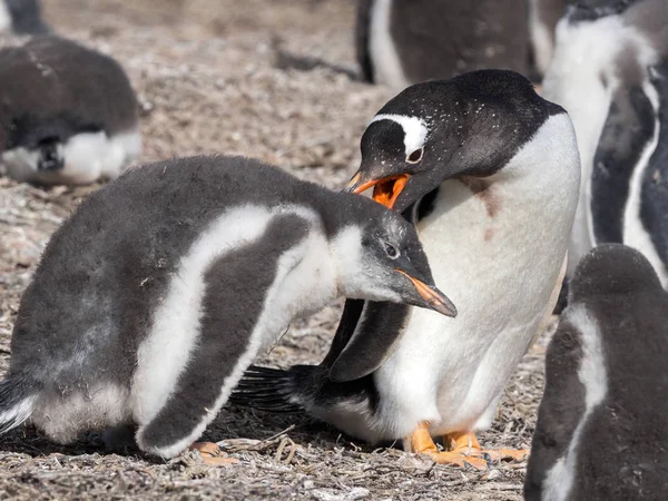 Gentoo Pinguin Pygoscelis Papua Füttern Die Küken Falklandinseln — Stockfoto