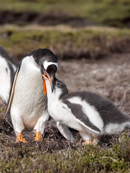 Gentoo Pinguim Pygoscelis Papua Alimentar Garota Ilhas Malvinas — Fotografia de Stock
