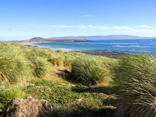 Stands Native Grasses Tussac Grass Poa Flabellata Preserved Only Islands — Stock Photo, Image