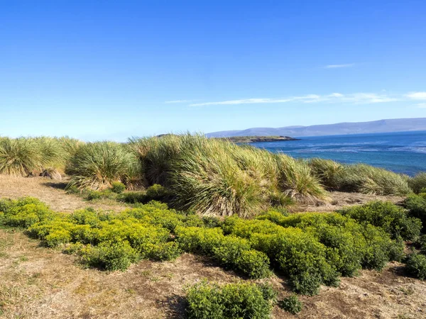 Soportes Hierbas Nativas Hierba Tussac Poa Flabellata Conservado Solo Las — Foto de Stock