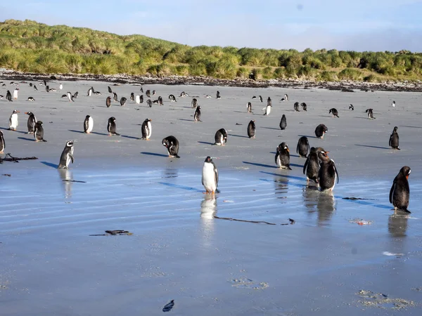 Staat Van Inheemse Grassen Tussac Gras Poa Flabellata Cracass Falkland — Stockfoto