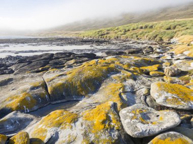 Karkas sahil ada, Falkland Adaları - Malvinas