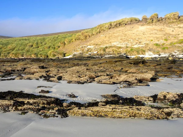 Carcass Coast Island Falklands Malvinas — Stock Photo, Image