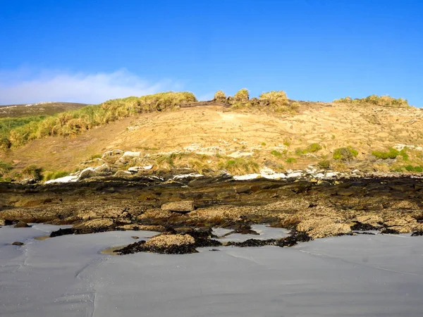 Costa Carcaça Ilha Malvinas Malvinas — Fotografia de Stock