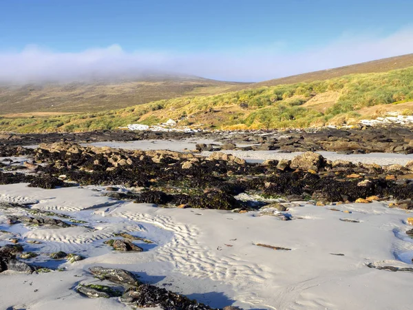 Carcass Coast Island Falklands Malvinas — Stock Photo, Image