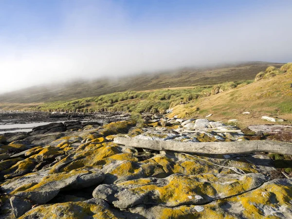 Carcass Coast Island Falklands Malvinas — Stock Photo, Image