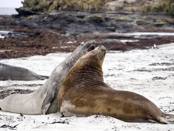 Södra Hanar Slåss Sjöelefant Mirounga Leonina Cracas Island Falklandsöarna Malvinas — Stockfoto