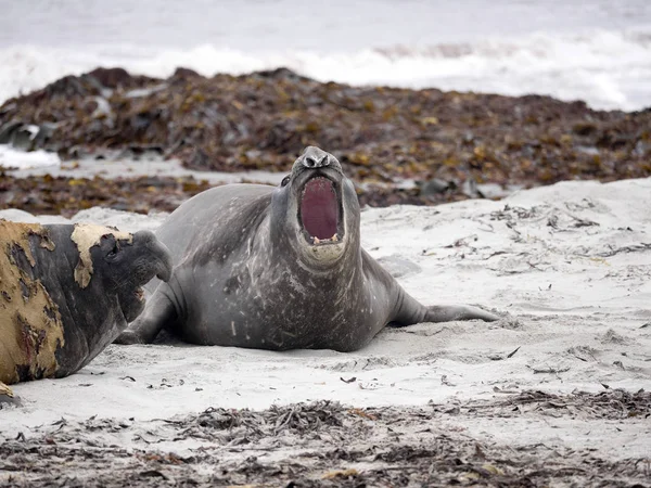 Machos Del Sur Elefante Seal Mirounga Leonina Isla Cracas Islas — Foto de Stock