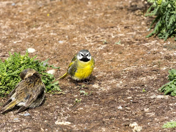 Erkek Carduelis Barbata Siyah Iskete Karkas Adası Falkland Malvinas Günah — Stok fotoğraf