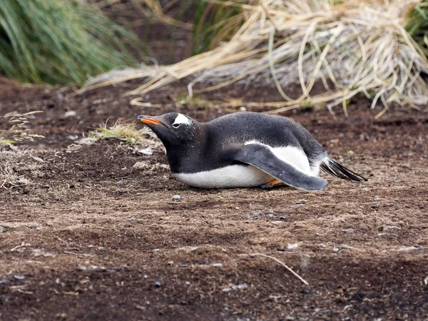 Deitado Gentoo Pinguim Pygoscelis Papua Ilha Carcas Falkland — Fotografia de Stock