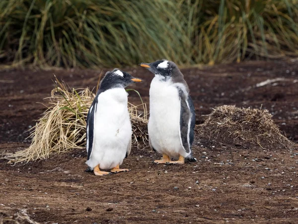 Pinguim Cavalheiro Pygoscelis Papua Ilha Carcas Falkland — Fotografia de Stock