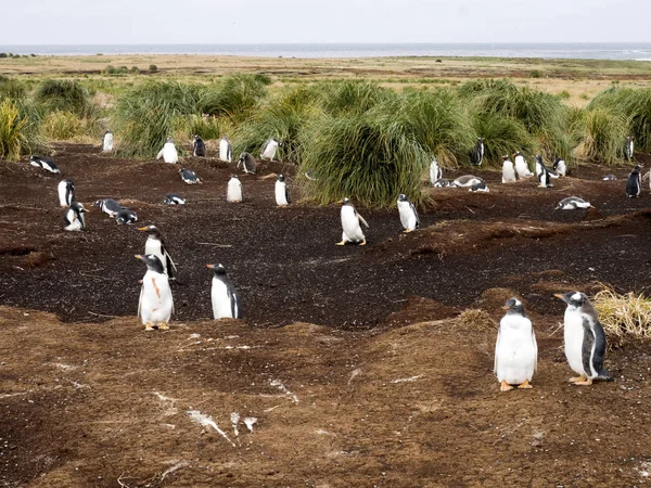 Ezelspinguïn Pygoscelis Papua Het Eiland Nestelen Karkasbesmetting Falkland — Stockfoto