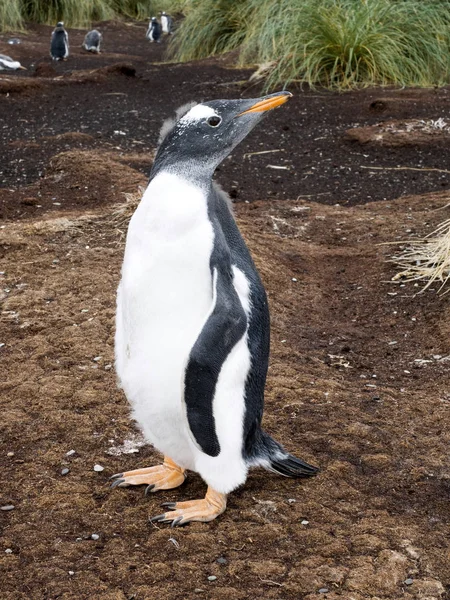 Пингвин Папуа Новая Гвинея Острове Гнездятся Каркасы Фолкленд — стоковое фото