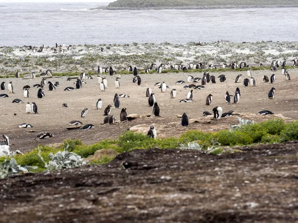 Gentoo Pingüino Pygoscelis Papua Isla Anidando Carcas Malvinas — Foto de Stock