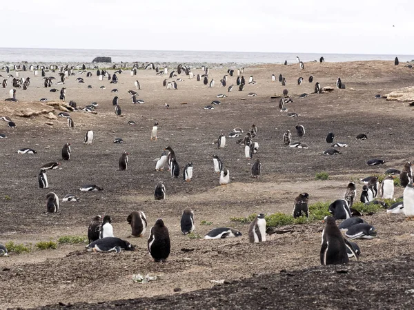 Gentoo Πιγκουίνος Pygoscelis Παπούα Του Νησιού Φωλιάζουν Carcas Φώκλαντ — Φωτογραφία Αρχείου