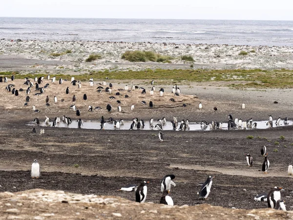 Ezelspinguïn Pygoscelis Papua Het Eiland Nestelen Karkasbesmetting Falkland — Stockfoto