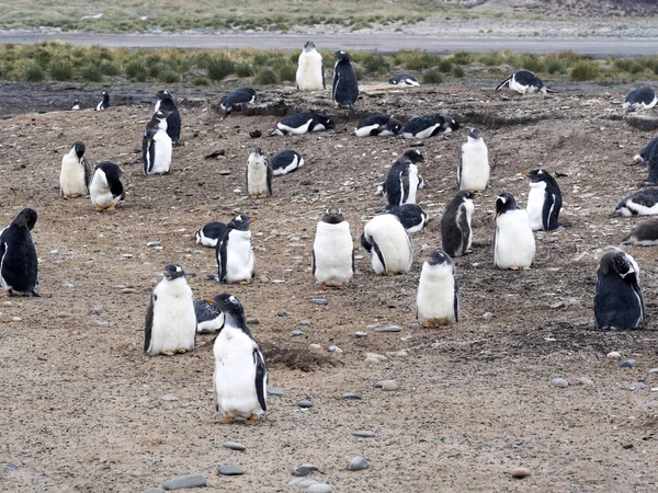 Gentoo Πιγκουίνος Pygoscelis Παπούα Του Νησιού Φωλιάζουν Carcas Φώκλαντ — Φωτογραφία Αρχείου