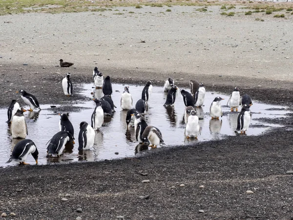 Group Gentoo Penguin Pygoscelis Papua Small Lagoon Carcas Falkland — Stock Photo, Image