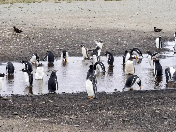 Ezelspinguïn Pygoscelis Papua Een Kleine Lagune Karkasbesmetting Falkland Groep — Stockfoto