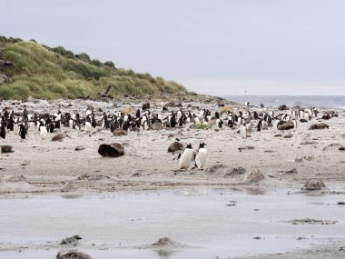 koloniler Gentoo Penguen, deniz aslanı Adası, Falkland Pygoscelis Papua iç içe geçirme / Malvinas