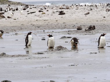 koloniler Gentoo Penguen, deniz aslanı Adası, Falkland Pygoscelis Papua iç içe geçirme / Malvinas