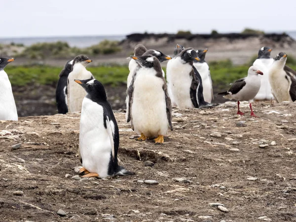 Colônias Nidificação Pinguim Gentoo Pygoscelis Papua Ilha Leão Marinho Falkland — Fotografia de Stock