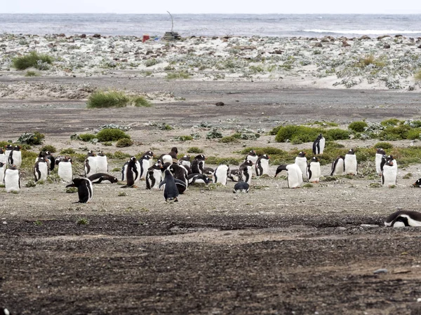 Zagnieżdżanie Kolonie Gentoo Pingwina Pygoscelis Papua Morze Lion Island Falklandzkich — Zdjęcie stockowe