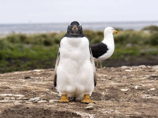 Tučňák Oslí Pygoscelis Papua Ostrově Sea Lion Falkland Malvíny — Stock fotografie