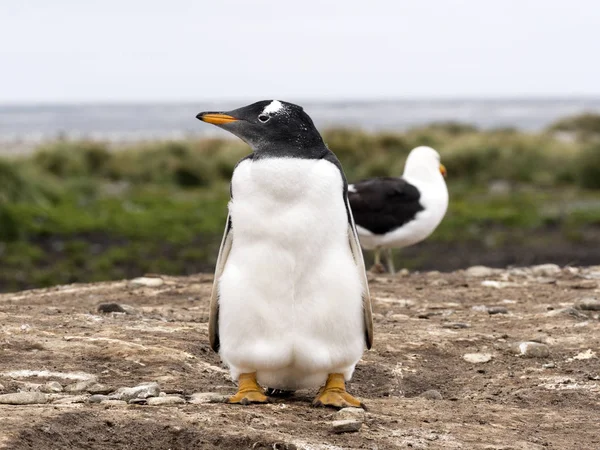 Tučňák Oslí Pygoscelis Papua Ostrově Sea Lion Falkland Malvíny — Stock fotografie