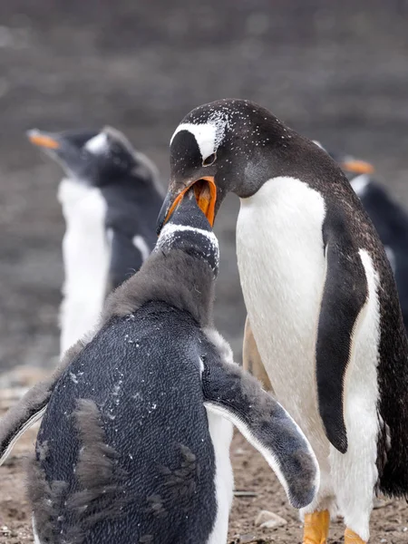 Pinguim Gentoo Pygoscelis Papua Alimenta Pintinho Ilha Leão Marinho Falkland — Fotografia de Stock