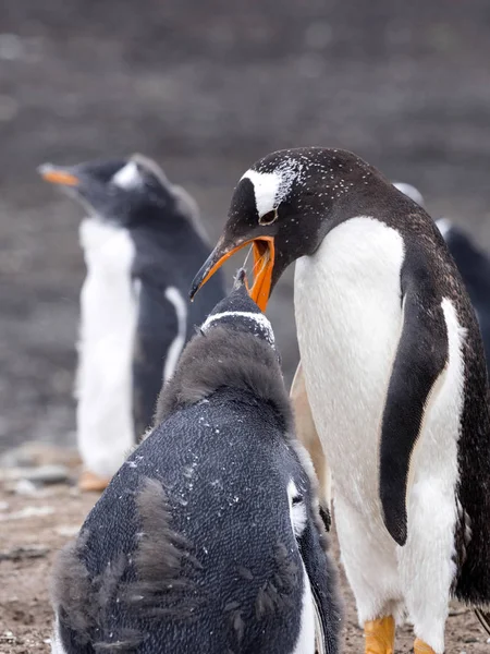 Pinguim Gentoo Pygoscelis Papua Alimenta Pintinho Ilha Leão Marinho Falkland — Fotografia de Stock