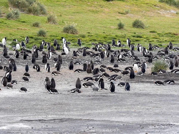 Nesten Van Kolonies Van Ezelspinguïn Pygoscelis Papua Sea Lion Island — Stockfoto