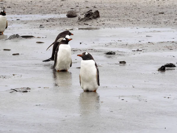 Gentoo Penguin Pygoscelis Papua Sea Lion Island Falkland Malvinas — Stock Photo, Image
