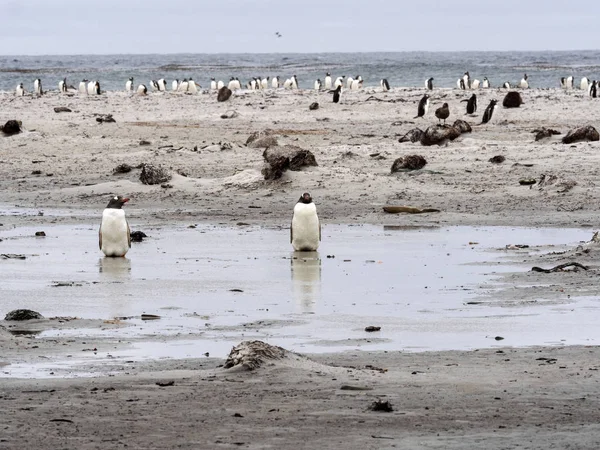 koloniler Gentoo Penguen, deniz aslanı Adası, Falkland Pygoscelis Papua iç içe geçirme / Malvinas