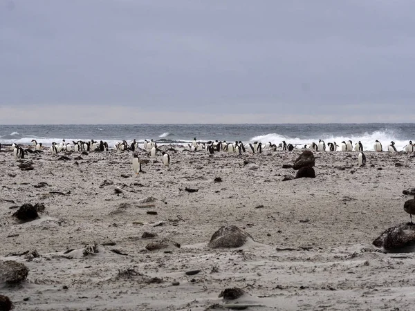 Häckande Kolonier Gentoo Penguin Pygoscelis Papua Sea Lion Falkland Malvinas — Stockfoto