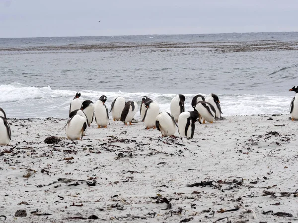 Gentoo pengueni, Pygoscelis Papua, küçük bir lagün, şöyle, Falkland Grup